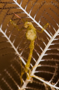 Ha ha! three in a row! Here's my Pregnant Skeleton Shrimp... by Tony Cherbas 